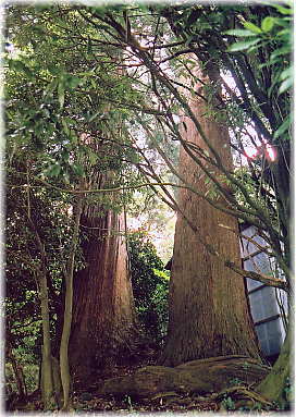 画像：土山熊野神社の二本杉