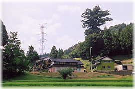 画像：土山熊野神社の二本杉（遠景）