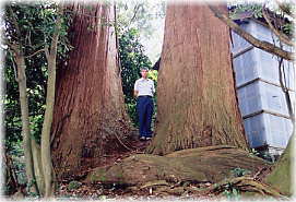 画像：土山熊野神社の二本杉（幹と並ぶ）