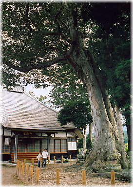 画像：円福寺の大ケヤキ