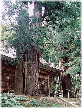 画像：八幡神社の二本杉
