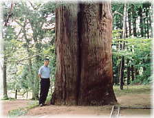 画像：八幡神社の二本杉（幹と並ぶ）