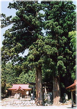 画像：葉山神社のスギ（幹と並ぶ）