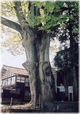 画像：干溝諏訪神社の大欅（幹と並ぶ）