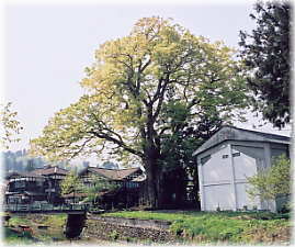 画像：干溝諏訪神社の大欅（全景）