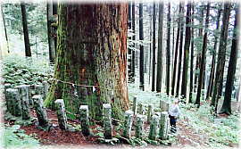 画像：氷室神社の大杉（幹と並ぶ）
