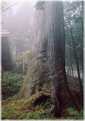 画像：嶽山箒根神社の大杉