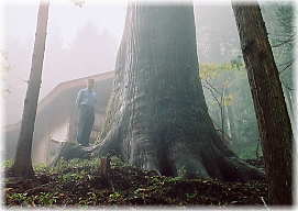 画像：嶽山箒根神社の大杉（幹と並ぶ）