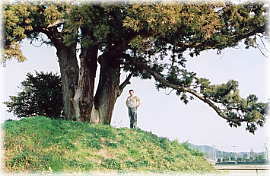 画像：鵤木の一本杉（幹と並ぶ）