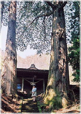 画像：板宮神社のヒノキ（幹と並ぶ）