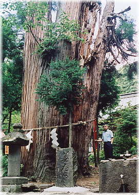 画像：磐椅神社の鳥居杉（幹と並ぶ）