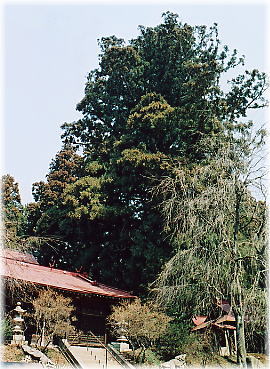 画像：川辺八幡神社の大杉