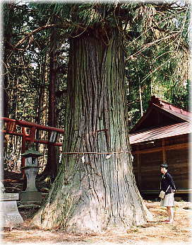 画像：川辺八幡神社の大杉（幹と並ぶ）