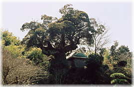 画像：八坂神社のシイ（全景）