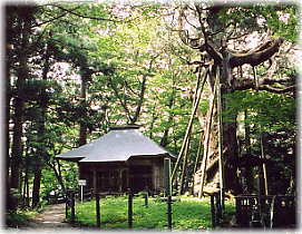 画像：木幡の大スギ（門神社と大杉）