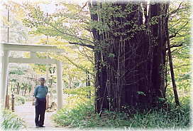 画像：熊野堂神社の大イチョウ（幹と並ぶ）
