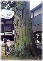 画像：栗原神社の杉（幹と並ぶ）