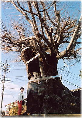 画像：八幡神社の大欅（幹と並ぶ）