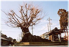 画像：八幡神社の大欅（全景）