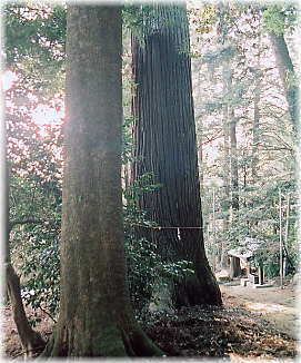画像：村檜神社のスギ（石段途中のスギ）