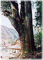 画像：長嶺の大杉
