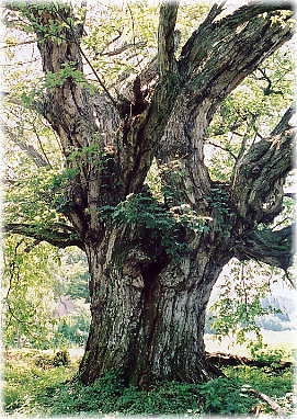 画像：二軒在家の大クリの木