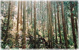 画像：境内の杉林