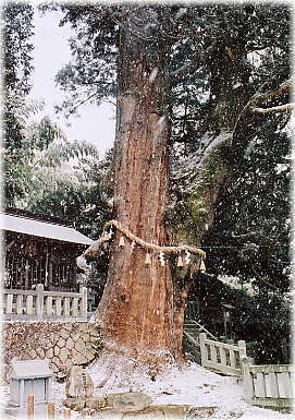 画像：大湫神明社の大杉