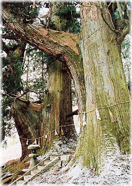 画像：神明神社の大杉