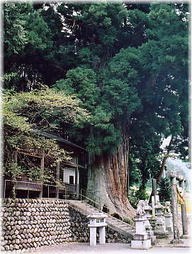画像：大森神社の大スギ