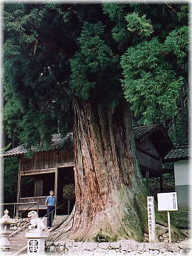 画像：大森神社の大スギ（幹と並ぶ）