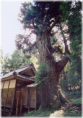画像：大杉神社のスギ