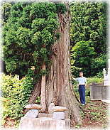 画像：六本杉の庚申杉（幹と並ぶ）