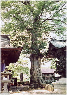 画像：諏訪神社の欅