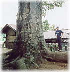 画像：諏訪神社の欅（幹と並ぶ）