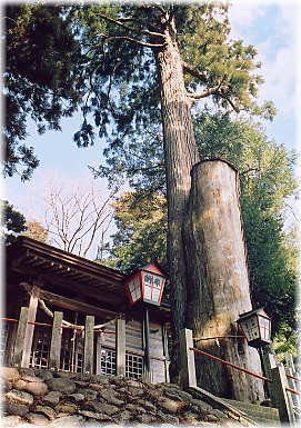 画像：諏訪神社の夫婦杉