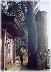 画像：諏訪神社の夫婦杉（幹と並ぶ）