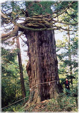 画像：諏訪神社の姥杉（幹と並ぶ）