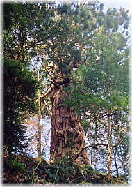 画像：諏訪神社の姥杉