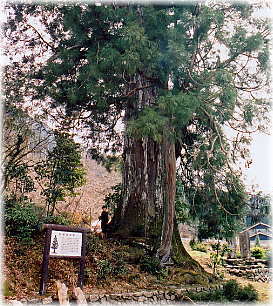 画像：杉原の大杉（幹と並ぶ）
