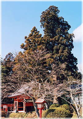 画像：八幡神社の夫婦スギ（全景）