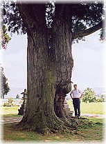 画像：天神の大杉（幹と並ぶ）