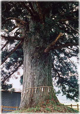 画像：戸隠神社の一本杉
