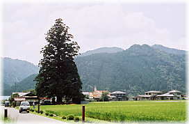 画像：戸隠神社の一本杉（遠景）