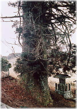 画像：日枝神社の参道杉