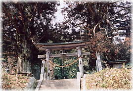 画像：日枝神社の参道杉