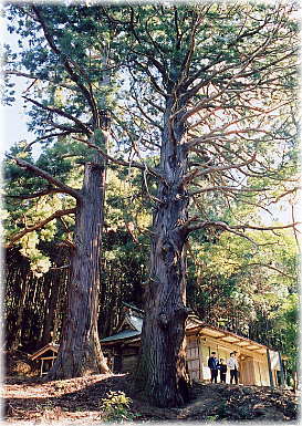 画像：八坂神社の二本スギ（幹と並ぶ）