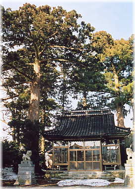 画像：日吉神社のスギ