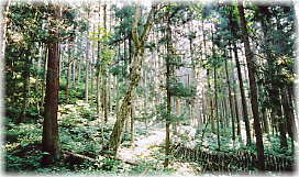 画像：諏訪神社の森