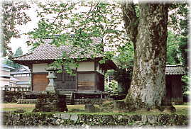 画像：伏石白山神社のケヤキ２